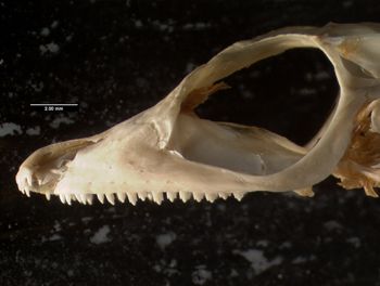 Media type: image;   Herpetology R-78943